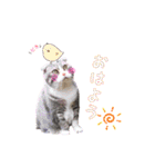 アメショーとスコティッシュのにゃんこ（個別スタンプ：1）