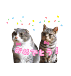 アメショーとスコティッシュのにゃんこ（個別スタンプ：3）