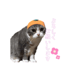 アメショーとスコティッシュのにゃんこ（個別スタンプ：5）
