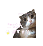 アメショーとスコティッシュのにゃんこ（個別スタンプ：7）