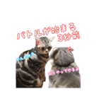 アメショーとスコティッシュのにゃんこ（個別スタンプ：8）