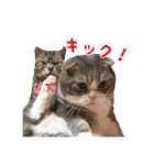 アメショーとスコティッシュのにゃんこ（個別スタンプ：9）
