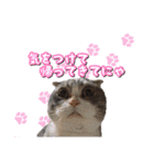 アメショーとスコティッシュのにゃんこ（個別スタンプ：12）