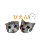 アメショーとスコティッシュのにゃんこ（個別スタンプ：20）