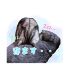 アメショーとスコティッシュのにゃんこ（個別スタンプ：30）