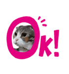 アメショーとスコティッシュのにゃんこ（個別スタンプ：35）