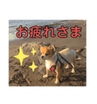 チワワ あんこちゃん（個別スタンプ：1）