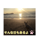 チワワ あんこちゃん（個別スタンプ：4）