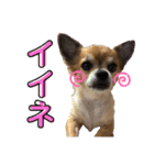 チワワ あんこちゃん（個別スタンプ：7）