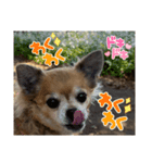 チワワ あんこちゃん（個別スタンプ：8）