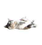 だいたい寝てる猫（個別スタンプ：1）