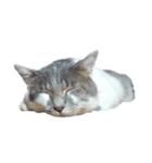 だいたい寝てる猫（個別スタンプ：3）