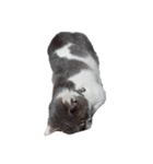 だいたい寝てる猫（個別スタンプ：5）