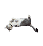 だいたい寝てる猫（個別スタンプ：6）