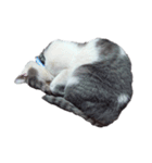 だいたい寝てる猫（個別スタンプ：7）