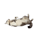 だいたい寝てる猫（個別スタンプ：8）