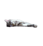 だいたい寝てる猫（個別スタンプ：9）