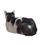 だいたい寝てる猫（個別スタンプ：10）