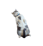 だいたい寝てる猫（個別スタンプ：11）