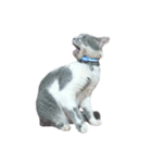 だいたい寝てる猫（個別スタンプ：15）