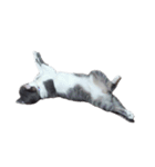だいたい寝てる猫（個別スタンプ：16）