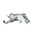 だいたい寝てる猫（個別スタンプ：17）