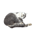 だいたい寝てる猫（個別スタンプ：18）