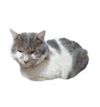 だいたい寝てる猫（個別スタンプ：19）