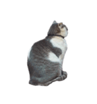 だいたい寝てる猫（個別スタンプ：20）