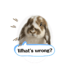 Rabbit. Holland Lop. (English)（個別スタンプ：1）