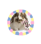 Rabbit. Holland Lop. (English)（個別スタンプ：2）