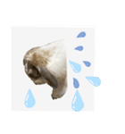 Rabbit. Holland Lop. (English)（個別スタンプ：3）