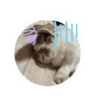 Rabbit. Holland Lop. (English)（個別スタンプ：5）