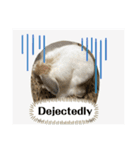 Rabbit. Holland Lop. (English)（個別スタンプ：6）