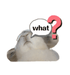 Rabbit. Holland Lop. (English)（個別スタンプ：7）