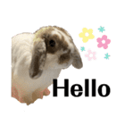 Rabbit. Holland Lop. (English)（個別スタンプ：9）