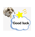Rabbit. Holland Lop. (English)（個別スタンプ：10）