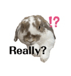 Rabbit. Holland Lop. (English)（個別スタンプ：11）