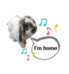 Rabbit. Holland Lop. (English)（個別スタンプ：12）