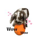 Rabbit. Holland Lop. (English)（個別スタンプ：13）