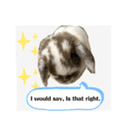 Rabbit. Holland Lop. (English)（個別スタンプ：14）