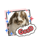 Rabbit. Holland Lop. (English)（個別スタンプ：15）