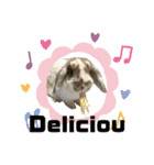 Rabbit. Holland Lop. (English)（個別スタンプ：17）