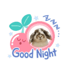 Rabbit. Holland Lop. (English)（個別スタンプ：18）