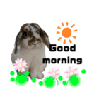 Rabbit. Holland Lop. (English)（個別スタンプ：19）