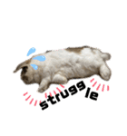 Rabbit. Holland Lop. (English)（個別スタンプ：20）