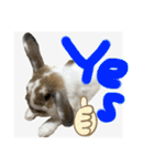 Rabbit. Holland Lop. (English)（個別スタンプ：21）