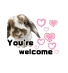 Rabbit. Holland Lop. (English)（個別スタンプ：22）