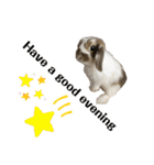 Rabbit. Holland Lop. (English)（個別スタンプ：23）