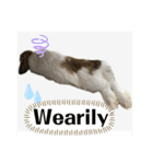 Rabbit. Holland Lop. (English)（個別スタンプ：24）